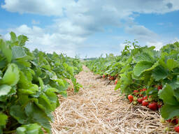 Збирати полуницю і салати