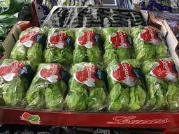 Зелень, Салатные смеси Оптом