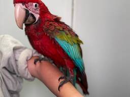 Червоно зелений ара, великий найрозумніший папуга ара