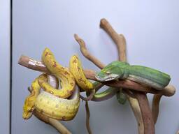 Зеленый древесный питон, зеленая змея, древесная змея