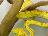 Зеленый древесный питон, зеленая змея, древесная змея - фото 3