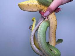 Зеленый питон, зеленый древесный питон, яркая змея