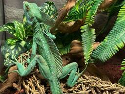Зелений василіск, шоломоносний василіск, для дому