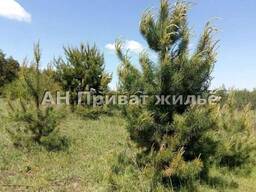 Земельный участок в сосновом лесу