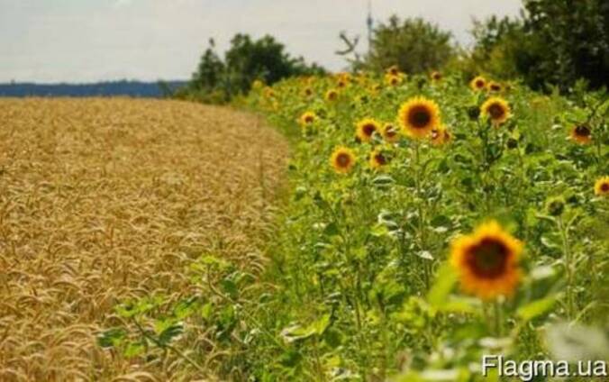 Земля 600 га Житомир на границе с Киевом