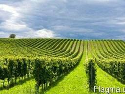 Земля садоводческая 2000га Закарпатье с работающим бизнесом $2-4М прибыли