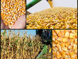 Зерновий склад купує вологе (мокре) зерно кукурудзи з поля. - фото 1