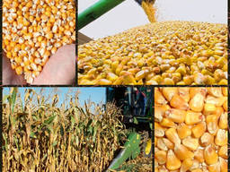 Зерновий склад купує вологе (мокре) зерно кукурудзи з поля.