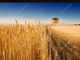 Зерновые культуры