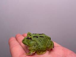 Жабка рогатка, прикрашена жаба, жаба рогатка жовта, зелена