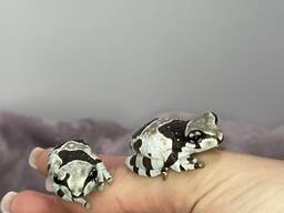 Жабовидна квакша арлекін, яскрава жабка для дому