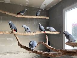 Жако молодые птенцы для разговора мальчики и девочки