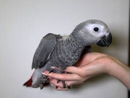 Жако, сірий папуга африканський, ручной жако выкормыш, говорящий попугай жако, птенцы от 3