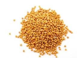 Желтая Горчица