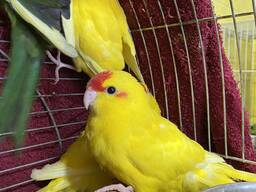 Желтый какарик Огонек - ручные птенцы