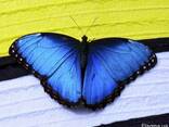 Живая бабочка Морфо - оригинальный сюрприз! - фото 3