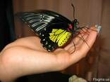 Живая бабочка Птицекрылка-лучший подарок ребенку! - фото 1