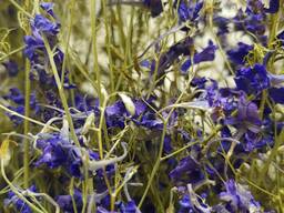 Живокость полевая , консолида полевая , сокирки