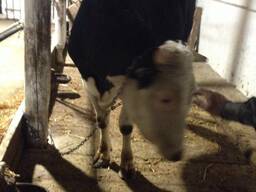 Животноводческий комплекс, Одесская обл.