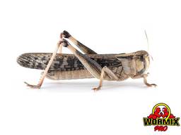 Живой корм для рептилий - Саранча перелётная Locusta migrato