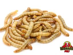 Живой корм – Мучной хрущак Мучник Tenebrio molitor Mealworms