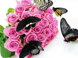 Живые бабочки подарить невесте, жене, любимой, девушке. . .