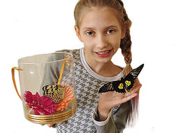 Живые бабочки - подарок для ребенка на День рождения.