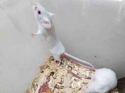 Живые мышки на корм для хищных птиц, животных.