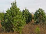 Живые елки и сосны - фото 3