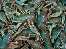 Покупаем живых раков