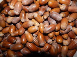 Жолудь, желудь, жолуді дуба звичайного 2021р.