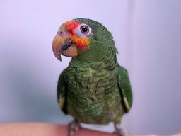 Жовтощокий червонолобий амазон, ручне пташеня, папуга що говорить