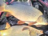 Жива риба - фото 3
