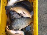 Жива риба (короп, товстолоб, карась) - фото 3