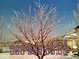 Зимняя Обрезка плодовых деревьев