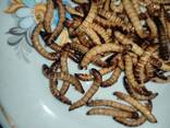 Замороженный зофобас белковый корм для рептилий, амфибий, птиц и пауков. Удобный и. .. - фото 2
