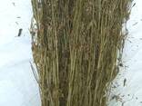 Золототисячник трава сушена - фото 1