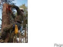 Зрізання дерев