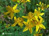 Зверобой трава - фото 1