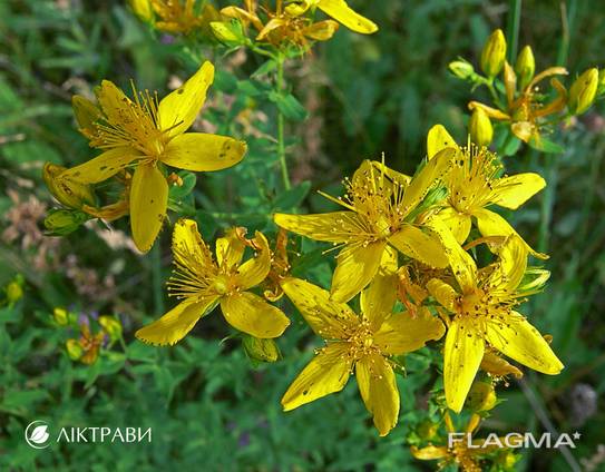 Зверобой трава