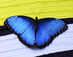Живые бабочки.Live butterflies, ЧП